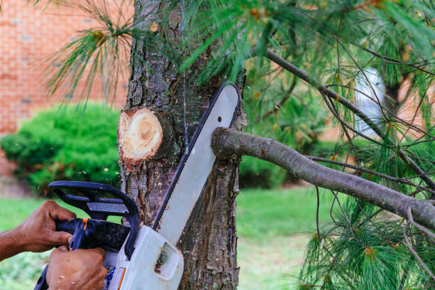 Best Emergency Tree Removal Services  in USA